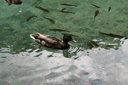 gal/cro 08/_thb_small-IMG_5598.JPG